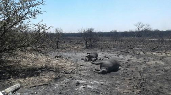 El drama de los productores rurales tras los incendios que afectaron la zona